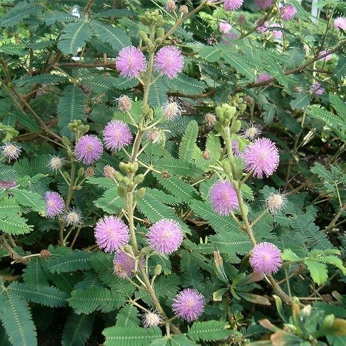 Mimosa pudica, Sensitive Plant, Touch-Me-Not, Bashful, Houseplant, Live Flowering Perennial with Foliage that Moves When Touched or Brushed, Cnt Sz: 3"