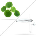 20+ Leaves Amazon Frogbit (+Free Bonus Plant +Invisible Feeding Ring) Live Floating Plant for Aquarium (Limnobium Laevigatum) by Aquarigram