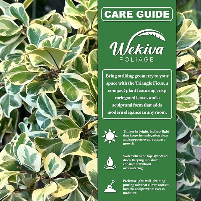 Triangle Ficus Tree - 4 Live Starter Plants - Ficus Triangularis - Stunning Variegated Foliage Indoor Easy Care Houseplant