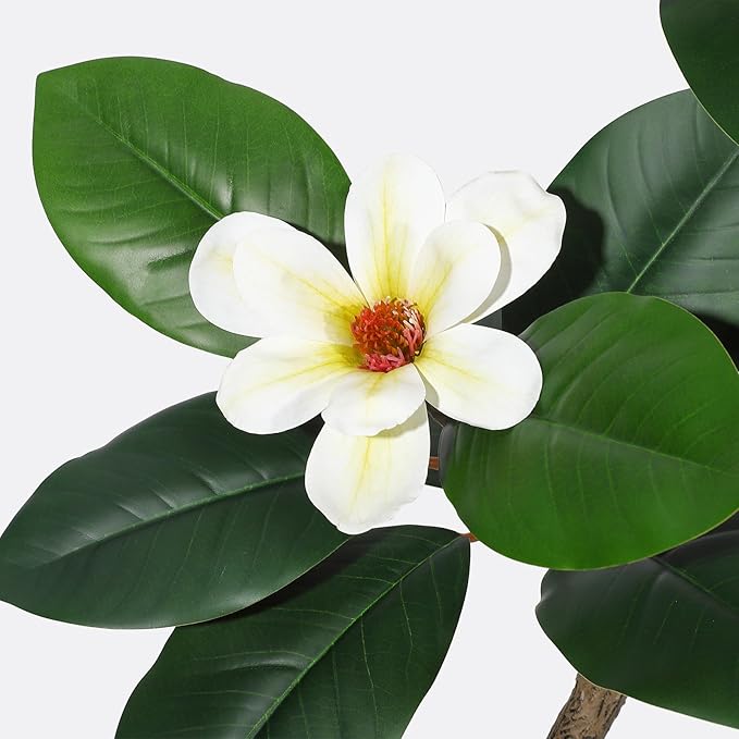 5ft Artificial Rubber Tree with 7 Pcs Magnolia Flowers,Tall Fake Tree with White Planter and Moss Decor,Faux Plants Indoor for Home Living Room Porch Decor