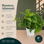 Monstera Adansonii Live Plant, Swiss Cheese Vine, Trailing Indoor Plant, Hanging Plant, Easy Care Houseplant, Indoor Plants Live Houseplants, Low Maintenance Monstera Plant