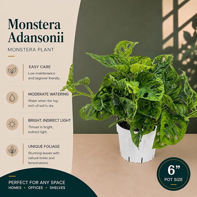 Monstera Adansonii Live Plant, Swiss Cheese Vine, Trailing Indoor Plant, Hanging Plant, Easy Care Houseplant, Indoor Plants Live Houseplants, Low Maintenance Monstera Plant