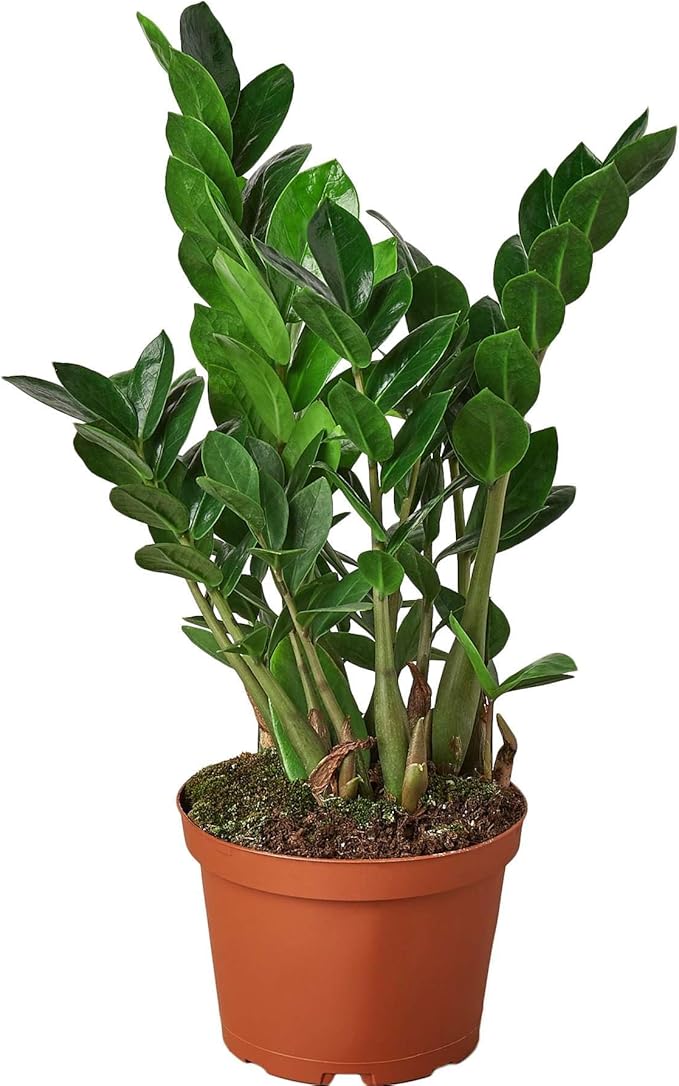 Zamioculcas Zamiifolia ZZ Live Plant for Indoor | Different Houseplants in 4'' & 6'' Pot | Real House Plant for Living Room, Office, Desk & Bathroom