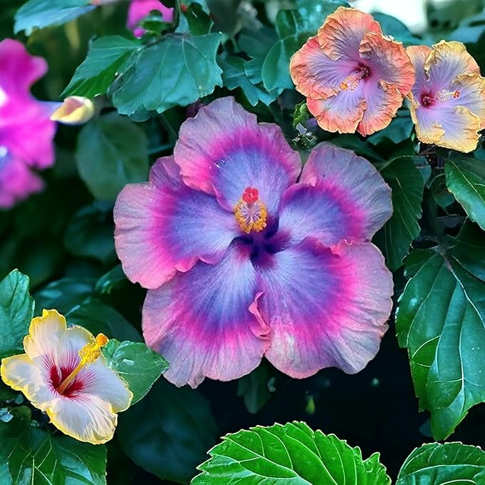 105+ Annual Mixed Hibiscus Flower for Planting Outdoor-Perennials Hibiscus Garden Plants