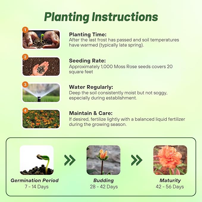 Outsidepride Tangerine Moss Rose Seeds - 250 Pcs Annual, Drought & Heat Tolerant, Pollinator Friendly Ground Cover Seeds for Planting w/Vibrant Blooms & Succulent Foliage, Ideal for Xeriscaping