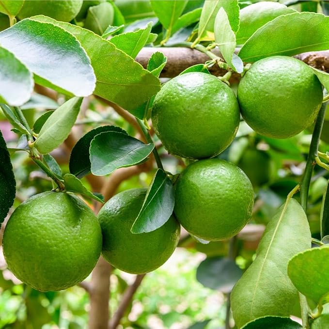 Brighter Blooms - Persian 'Bearss' Lime Tree, 4-5 Feet - No Shipping to AK, AL, AZ, CA, FL, GA, HI, LA, MS, OR, TX