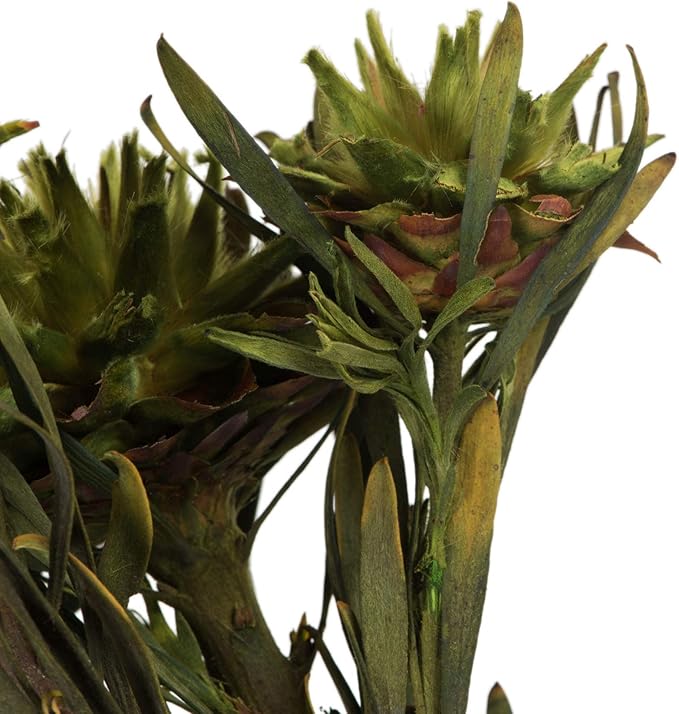 Vickerman Basil Plumosum Flower 20" Long Stem