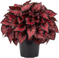 Trailing Begonia Plant Live, Rare Begonias Live Plant, 4-8 Inc Starter Indoor Outdoor Houseplant (Red Begonia)