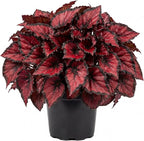 Trailing Begonia Plant Live, Rare Begonias Live Plant, 4-8 Inc Starter Indoor Outdoor Houseplant (Red Begonia)