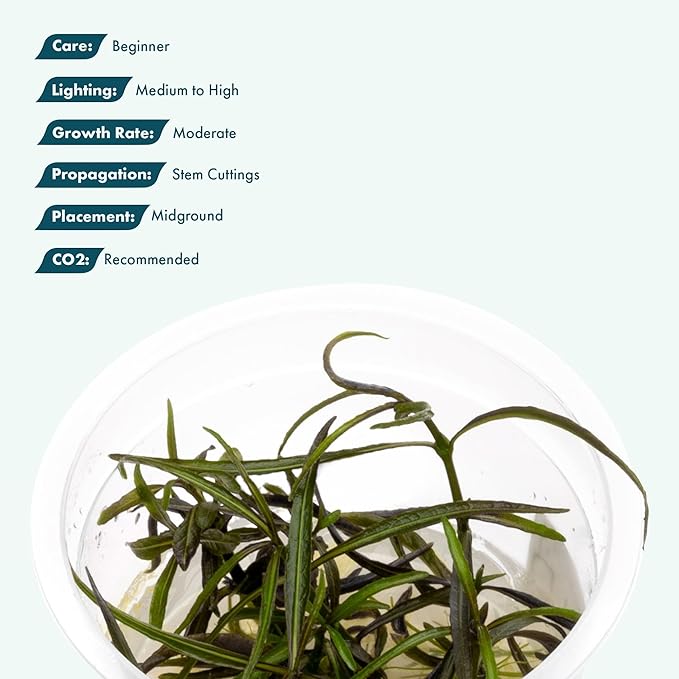 SubstrateSource Live Plant - Hygrophila Lancea Araguaia Tissue Culture Aquatic Live Aquarium Plant - 100% Snail Free in Vitro Cup (Hygrophila Araguaia)