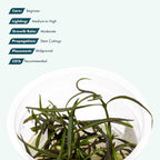 SubstrateSource Live Plant - Hygrophila Lancea Araguaia Tissue Culture Aquatic Live Aquarium Plant - 100% Snail Free in Vitro Cup (Hygrophila Araguaia)