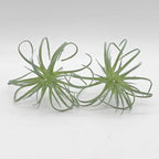 Small Artificial Air Plants Look Real Succulants Plant Faux Greenery Bromeliads for Garden Home Office Decoration (Green Flocking Air Plants)