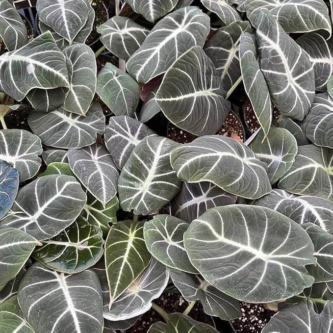 Black Velvet Alocasia Plant Live, Rare Tropical Alocasia Indoor Houseplant 4-7 Inches