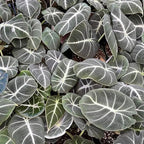 Black Velvet Alocasia Plant Live, Rare Tropical Alocasia Indoor Houseplant 4-7 Inches