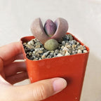 Pleisopilos nelii cv. Royal Flush Purple Split Rock Succulent (4 inch)