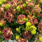 Eustoma Lisianthus Plant Live, Lisianthus Flowers Well Rooted Plug 2-3 Inch Height, Lisianthus Thornless Roses Seedling (Brown Lisianthus)