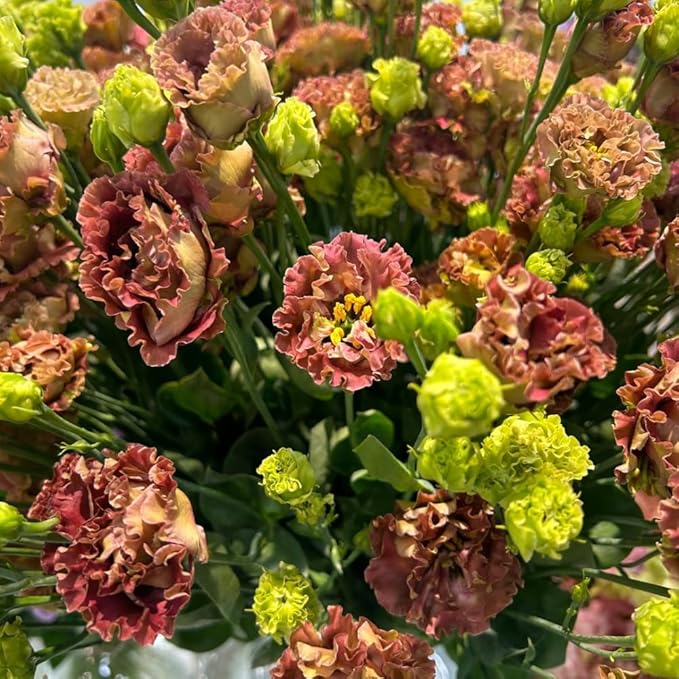 Eustoma Lisianthus Plant Live, Lisianthus Flowers Well Rooted Plug 2-3 Inch Height, Lisianthus Thornless Roses Seedling (Brown Lisianthus)