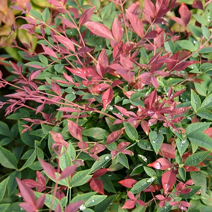 Blooming & Beautiful - Obsession Nandina - 3 gal - Southern Living - Evergreen Shrub - Red Colored Foliage - Compact Growing - Zones 6-10 - Nandina domestica 'Seika' PP21891-3 Gallon Pot