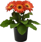 Live Flowering Gerbera Daisies - Orange and Yellow Bicolor (3 Plants Per Pack) - Beautiful Spring Flowers - 12" Tall by 5" Wide in 1 Qt Pot