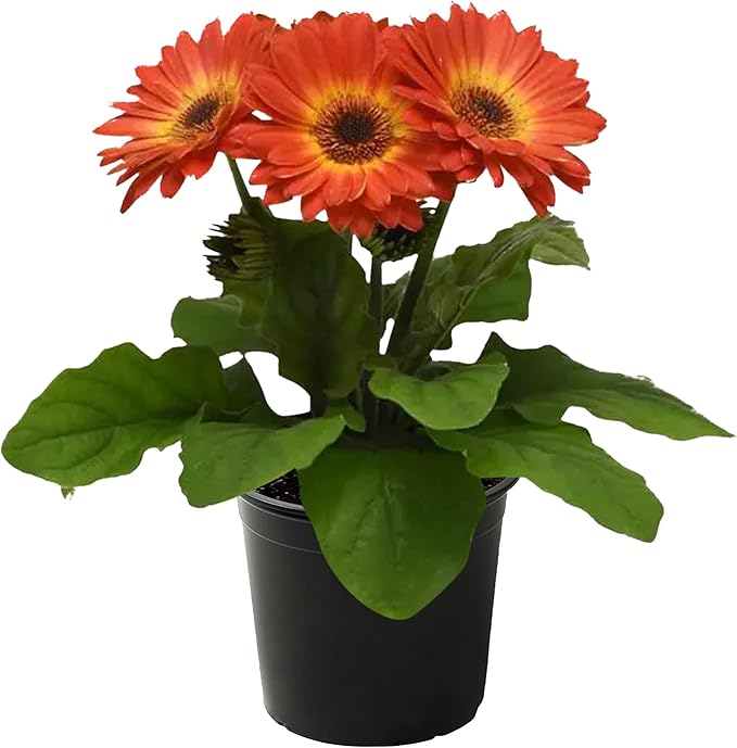 Live Flowering Gerbera Daisies - Orange and Yellow Bicolor (3 Plants Per Pack) - Beautiful Spring Flowers - 12" Tall by 5" Wide in 1 Qt Pot