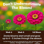 NatureZ Edge Zinnia Seeds for 2026 Planting Outdoors, Over 4000 Flower Seeds, 1 Oz, Non GMO Made in USA, Bulk Semillas De Flores para Sembrar, California Giants, Easy to Grow Zinnia Seed Mix