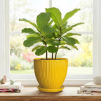 8 Inch Pots for Plants, Ceramic Plant Pots for Indoor Plants, Round Ceramic Planter with Drainage Hole and Saucer, Modern Decorative Plant Pot, Home Kitchen Decor, Women Men Gifts, Yellow