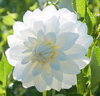 Lady Liberty Dahlia - 5 Gallon Size Bare Root Tuber - Giant Dahlia Bulbs for Spring Planting 2025 - Stunning Red and White Blooms for Outdoor Gardens