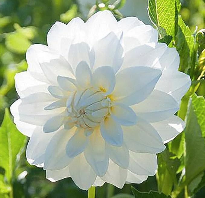 Lady Liberty Dahlia - 5 Gallon Size Bare Root Tuber - Giant Dahlia Bulbs for Spring Planting 2025 - Stunning Red and White Blooms for Outdoor Gardens
