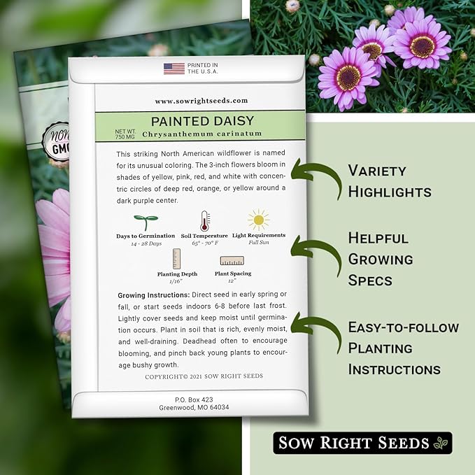 Sow Right Seeds - Painted Daisy Seeds for Planting - Non-GMO Heirloom Seeds Packet with Instructions - Wonderful Pink Blooms to Attract Pollinators - Cut and Come Again - Rare and Attractive (4)