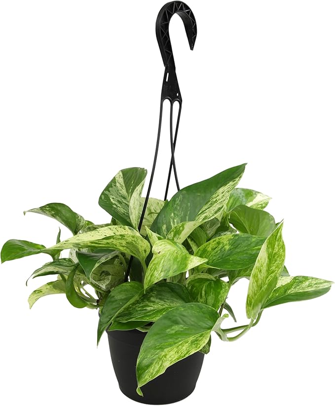 Variegated Marble Queen Pothos in 6" Hanging Basket with Detachable Hook, Live Plant Decor, Real Houseplant for Home or Office, Real Easy to Grow Houseplants by Plants for Pets