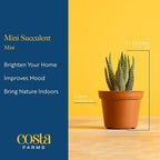 Costa Farms Mini Succulent Live Plants in Plastic Pot, Easy to Maintain Asssorted Indoor Succulents, Houseplants for Room Decor, House Warming or Birthday Gift, 2-3.5 Inches Tall, Pack of 6