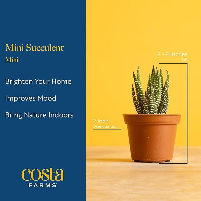 Costa Farms Mini Succulent Live Plants in Cute Pots, Easy to Maintain Indoor Succulents, Houseplants for Home or Office Decor, House Warming or Birthday Gift, 2-3.5 Inches Tall, Pack of 3