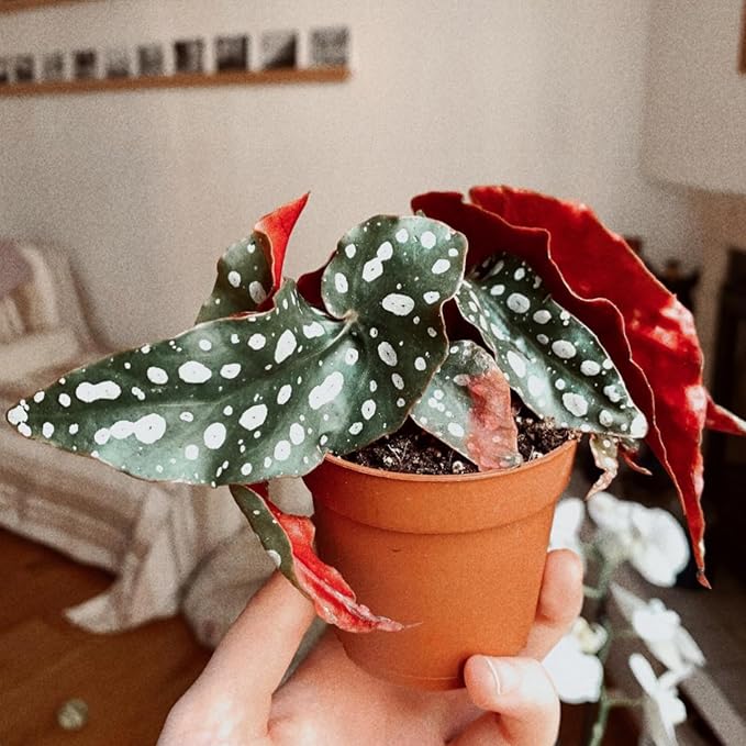 Trailing Begonia Plant Live, Rare Begonias Live Plant, 4-8 Inc Starter Indoor Outdoor Houseplant (Pink Leaf with White Spots Begonia)