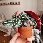 Trailing Begonia Plant Live, Rare Begonias Live Plant, 4-8 Inc Starter Indoor Outdoor Houseplant (Pink Leaf with White Spots Begonia)