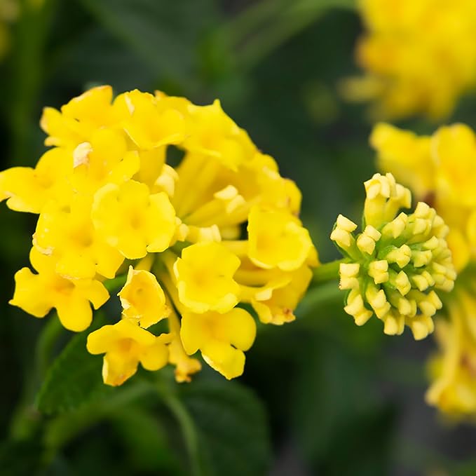 Multicolor Lantana Flowers (4 Pack), Live Outdoor Flowering Plants, Easy Plant Care, Attracts Pollinators, Extended Bloom, Heat and Drought Tolerant, Real Flowers