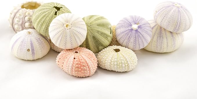 Nautical Crush Trading Sea Urchins Shells for Air Plants - 12 Assorted Imperfect Sea Urchin Shells - Hanging Air Plant Holder - Air Plants Live Holders - Air Plant Pot - No Plants Included