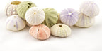 Nautical Crush Trading Sea Urchins Shells for Air Plants - 12 Assorted Imperfect Sea Urchin Shells - Hanging Air Plant Holder - Air Plants Live Holders - Air Plant Pot - No Plants Included