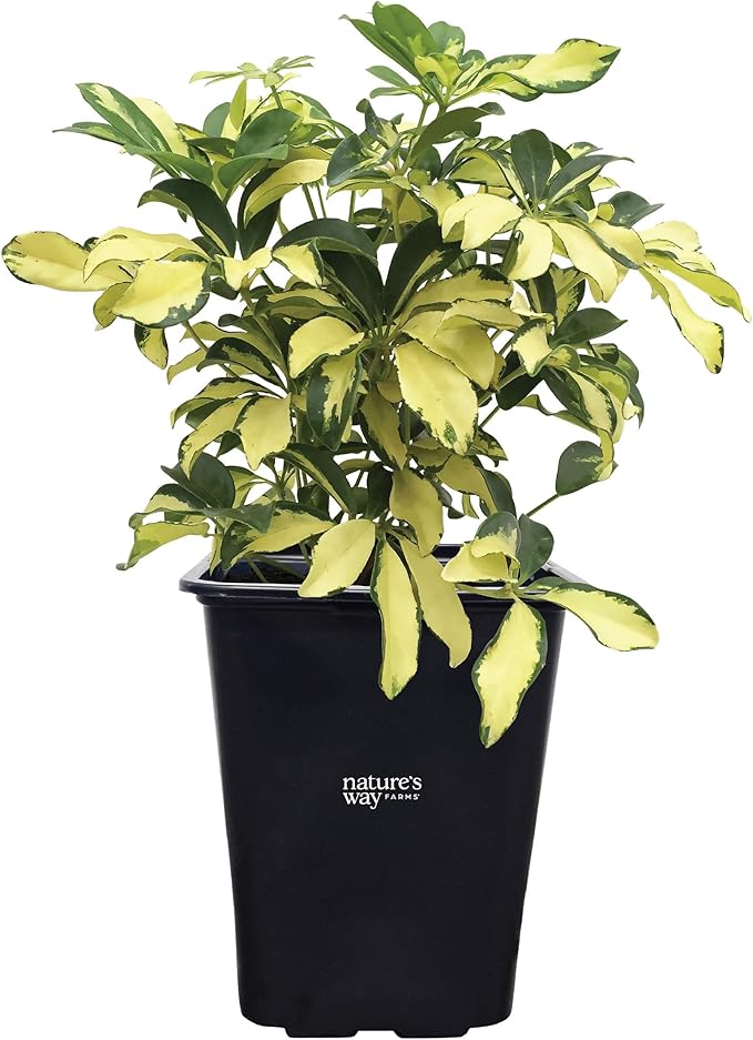 Nature's Way Farms Arboricola Trinette Live Plant in 2 Quart Grower Pot