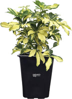Nature's Way Farms Arboricola Trinette Live Plant in 2 Quart Grower Pot