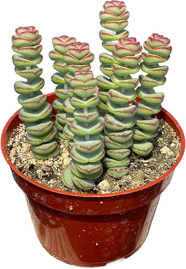 4" Crassula Baby Necklace Succulents Plants Live, Rare Succulent Plants Fully Rooted in Succulent Soil, Unique Live House Plant for Home Office Decor, by The Succulent Cult