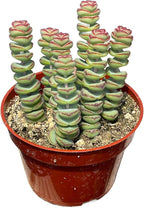 4" Crassula Baby Necklace Succulents Plants Live, Rare Succulent Plants Fully Rooted in Succulent Soil, Unique Live House Plant for Home Office Decor, by The Succulent Cult