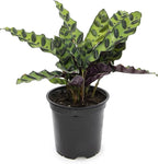 Calathea Plant Live Prayer Plant Live Indoor Plant, Calathea Live Plant Live House Plant Live Plants Indoor, Live Houseplants Live Prayer Plants Live House Plants by Plants for Pets, Black