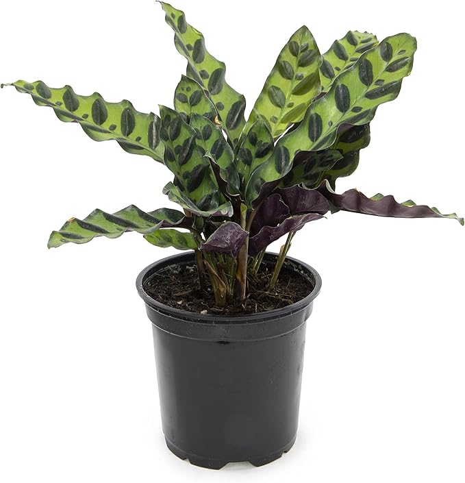 Calathea Plant Live Prayer Plant Live Indoor Plant, Calathea Live Plant Live House Plant Live Plants Indoor, Live Houseplants Live Prayer Plants Live House Plants by Plants for Pets, Black