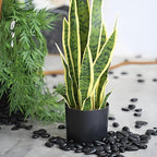 FANTIAN Black Pebbles for Indoor Plants, 3/8 inch Small Bag Stones, Decorative River Rocks for Succulent Potted Plant, Vase and Outdoor Landscaping Garden(16 oz)