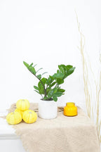 ZZ Plant (6" Grower Pot) - Low Light and Healthy Houseplant - Easy to Care Indoor Houseplant - Live Healthy Houseplant for Home Office Decoration