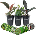 Ficus Tree Variety 3-Pack - Live Starter Plants in 2 Inch Pots - Grower's Choice Various Varieties Stunning Easy Care Interior Houseplant