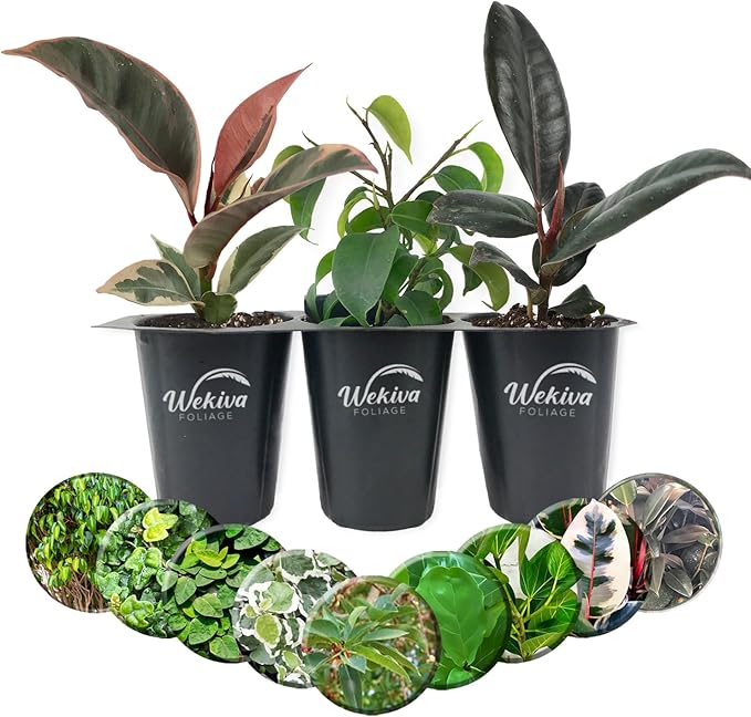 Ficus Tree Variety 3-Pack - Live Starter Plants in 2 Inch Pots - Grower's Choice Various Varieties Stunning Easy Care Interior Houseplant