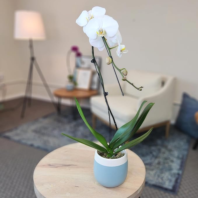 Large White Live Orchids Blooming in 5" Blue & White Orchid Pot, Pet Friendly Live Plant Gifts for Plant Lovers, Approx. 22"+ Tall, Real Houseplants, Phalaenopsis Moth Flowers by Plants for Pets