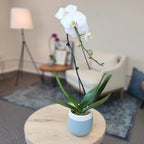 Large White Live Orchids Blooming in 5" Blue & White Orchid Pot, Pet Friendly Live Plant Gifts for Plant Lovers, Approx. 22"+ Tall, Real Houseplants, Phalaenopsis Moth Flowers by Plants for Pets