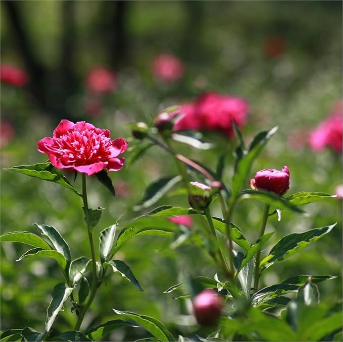 CarpetC 200+ Mixed Peony Seeds for Planting, Paeonia Hardy Perennial with Large Fragrant Blooms, Non-GMO Heirloom for Garden, Home Containers and Cut Flowers